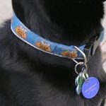 dog-with-tags-2