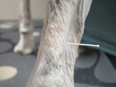 Veterinary Acupuncture in South Des Moines