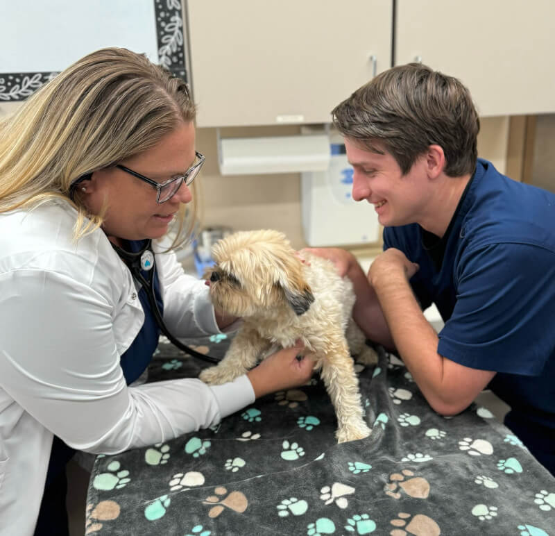 Dog being examined