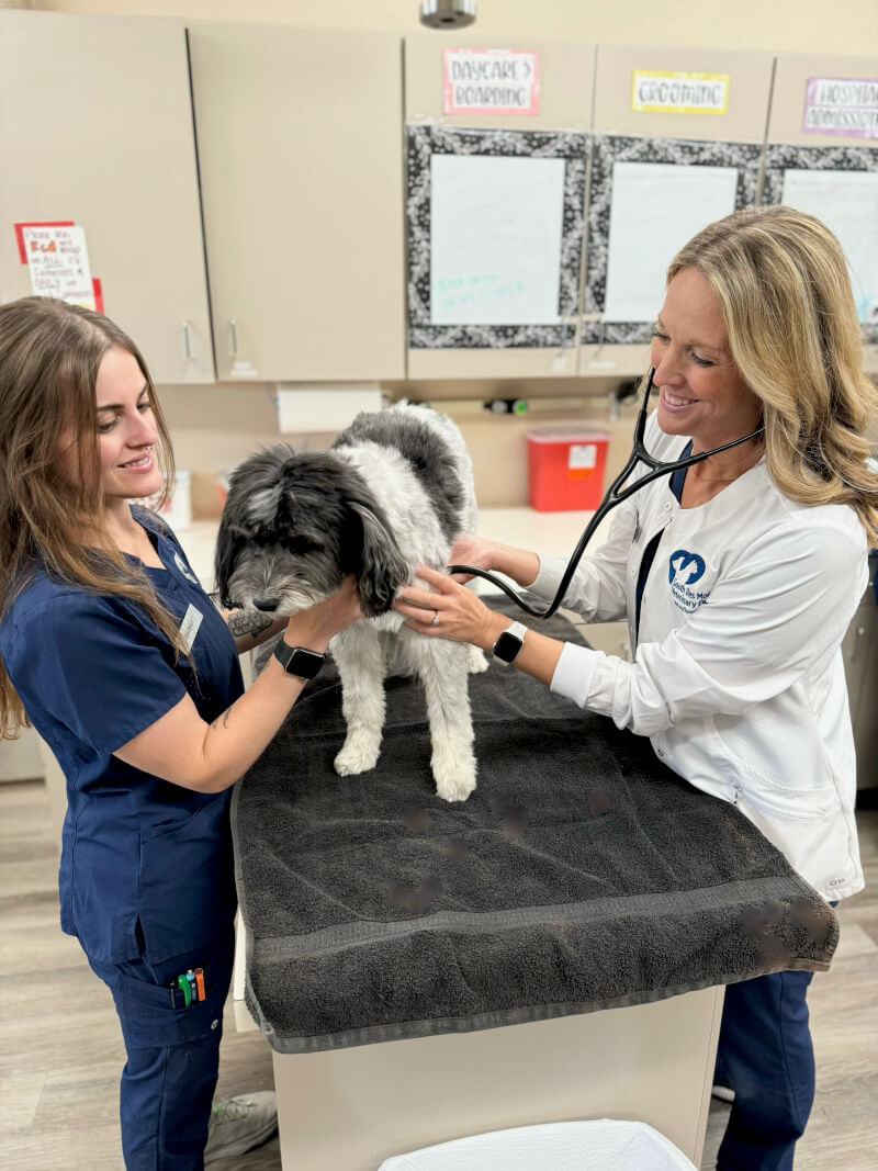 Dog being treated by Vet and Assistant